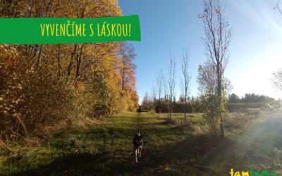 Víme, jak moc může čtyřnohý parťák pro člověka znamenat. A právě proto jsme mezi naše služby zařadili i venčení psů. 